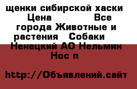 щенки сибирской хаски  › Цена ­ 10 000 - Все города Животные и растения » Собаки   . Ненецкий АО,Нельмин Нос п.